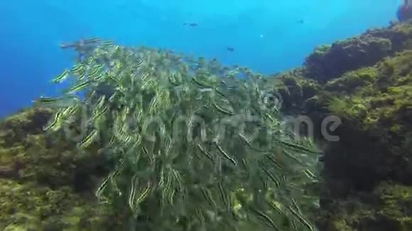 美丽的豹鲨或斑马鲨和鱼学校蓝海水中带条纹鲶鱼视频的预览图