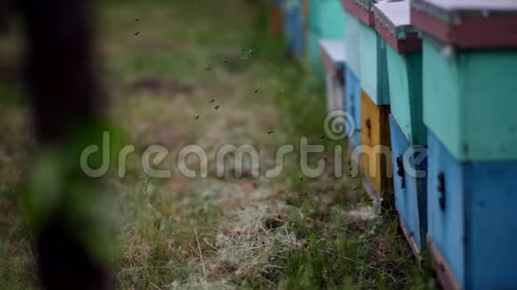 高清蜜蜂飞来飞去的蓝色蜂巢蜂箱入口处蜂群视频的预览图