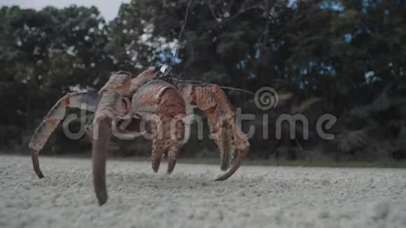 强盗蟹椰子蟹大陆蟹视频的预览图