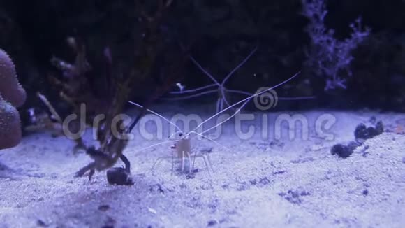 海洋生物的水下世界17视频的预览图