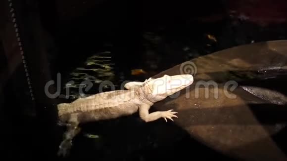 大型水族馆里的白色鳄鱼视频的预览图