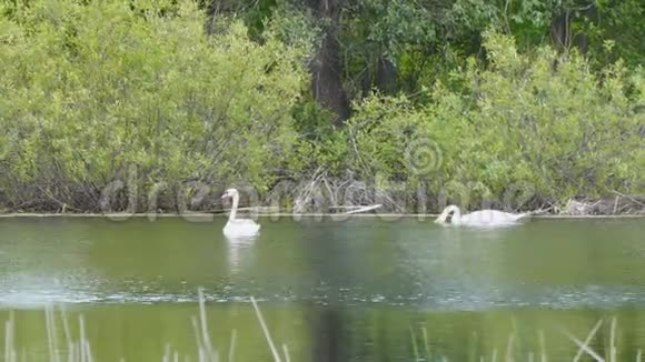湖上的白色野生天鹅视频的预览图