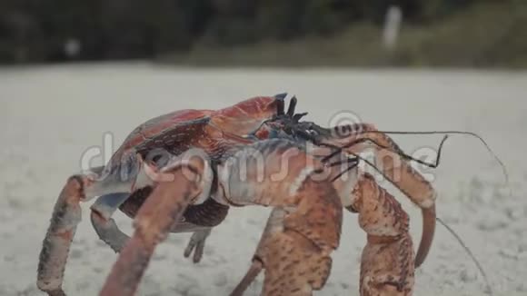 强盗蟹椰子蟹大陆蟹视频的预览图