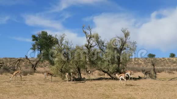 春天的羚羊在树上觅食视频的预览图