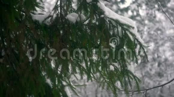 白雪覆盖在杉树的树枝上视频的预览图