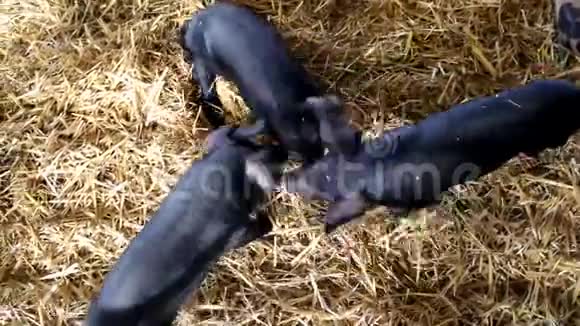三只小黑猪在玩干草视频的预览图