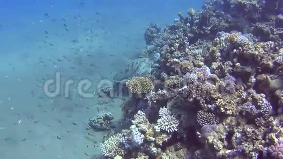 大型绿海龟在热带海浅泻湖的珊瑚礁上游泳视频的预览图