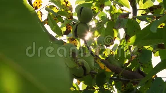 快关门绿色的欧洲成熟核桃在阳光下生长在树叶间的树上核桃树视频的预览图