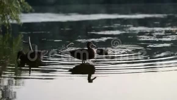 河里的鸭子视频的预览图