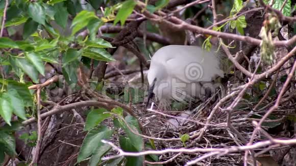 慢动作白鸟白鹭加泽塔筑巢并照顾树上的小鸡视频的预览图