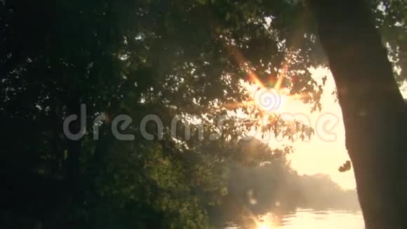 太阳光线穿过树在河的背景下穿过树叶视频的预览图