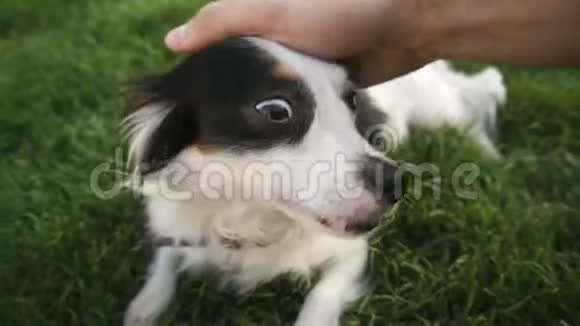 小黑白狗坐在绿草上靠近一只雄性的手抓挠一只狗宠物和人类视频的预览图