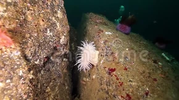 巴伦支海水下白海葵背景潜水员视频的预览图