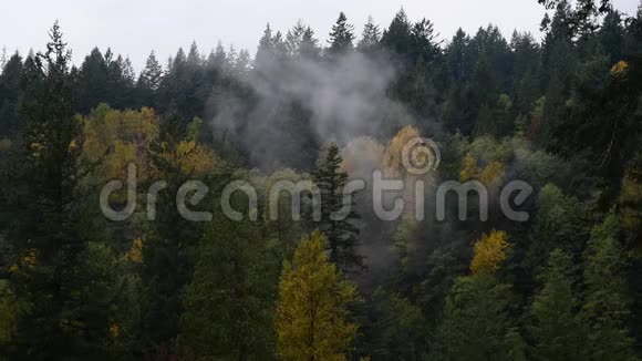 秋天从茂密的森林中升起的薄雾视频的预览图