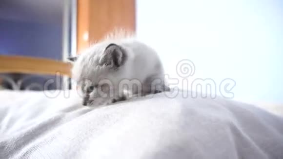 小猫靠枕头走路视频的预览图