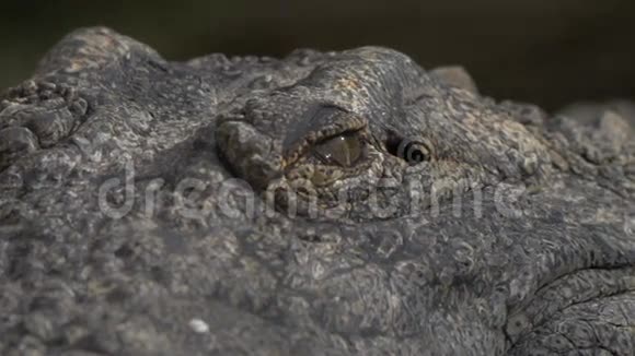 鳄鱼的眼睛和下巴视频的预览图
