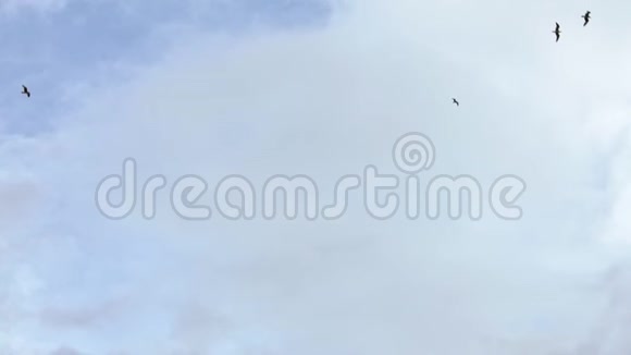 群居普通海鸥在地中海海滨飞行的慢动作视频的预览图