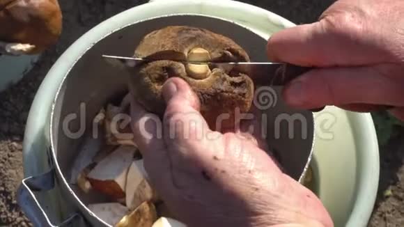 夏季清洁街道上的新鲜森林蘑菇视频的预览图