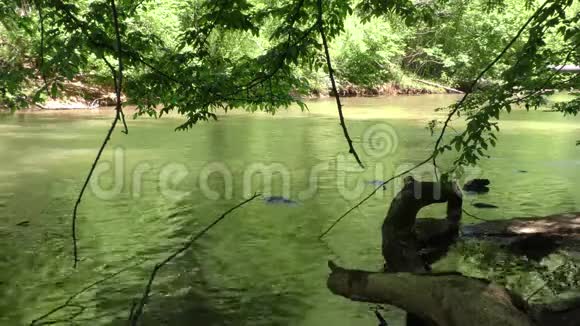 佐治亚州大溪一个通过树木看下游缓慢移动的大溪水的景色视频的预览图