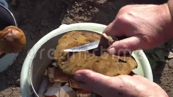 夏季清洁街道上的新鲜森林蘑菇视频的预览图