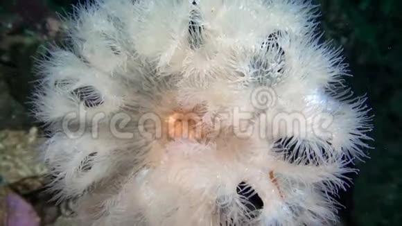 白色海葵水下特写视频的预览图