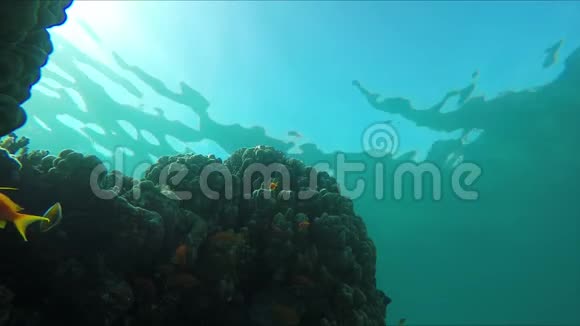 黄热带鱼在珊瑚礁周围游泳视频的预览图