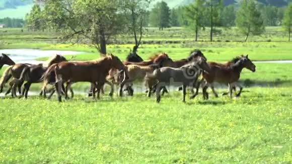 野马在绿色的牧场上奔跑种马的地方视频的预览图