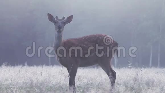 黎明时分在浓雾中的鹿视频的预览图