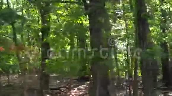 探索树林视频的预览图