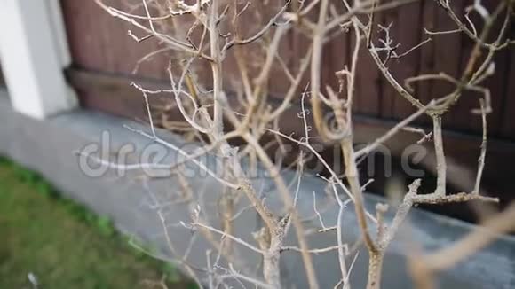 干燥树枝的特写很漂亮的植物视频的预览图