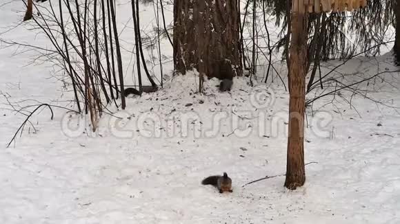松鼠在冬天的树林里奔跑视频的预览图