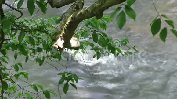 乔治亚州大溪河水流过大溪河的一块岩石从树叶和视频的预览图