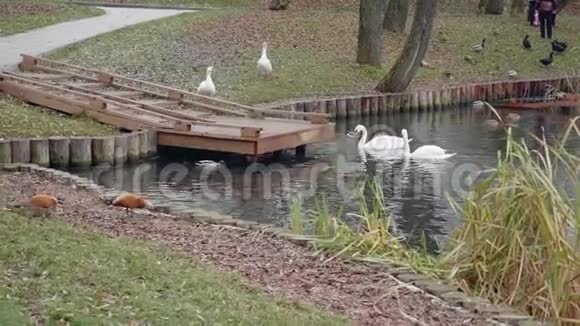 鸭子和白天鹅在城市公园的池塘里游泳和吃饭视频的预览图