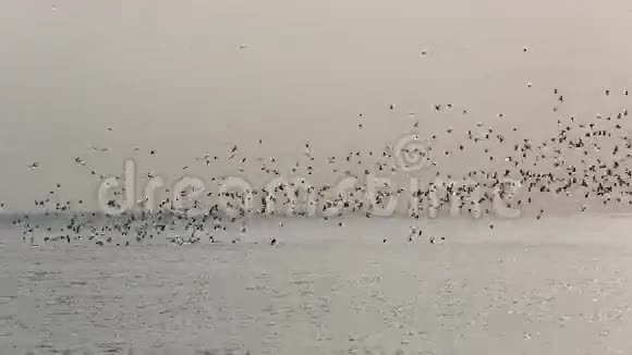 野生海鸟视频的预览图