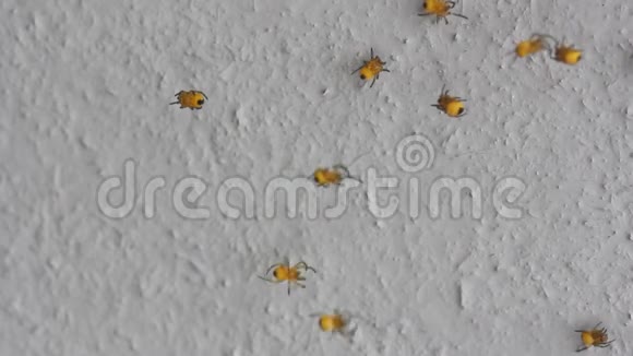 黄色花园蜘蛛视频的预览图