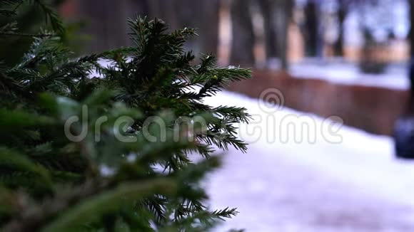 冬天公园里人们散步的背景上的树枝视频的预览图