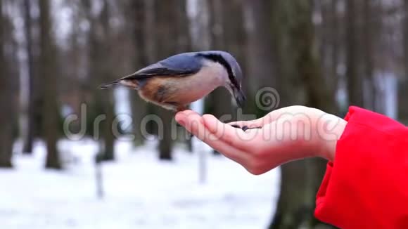 在公园里冬天的鸟儿吃女孩手里的种子视频的预览图