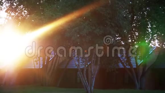日落的太阳夏天阳光透过一棵树的叶子闪闪发光太阳冲破松树视频的预览图
