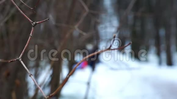 冬天人们用树枝走来走去的景象视频的预览图