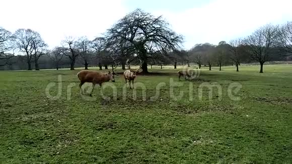 在英国诺丁汉的WollatonHall公园吃草的三只鹿视频的预览图