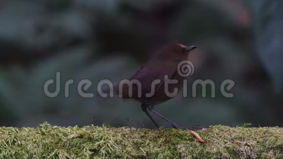 东南亚的白眉短鸟视频的预览图