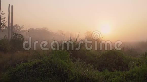 尼泊尔基特万国家公园雾蒙蒙的早晨日出时的粉红橙色天空视频的预览图