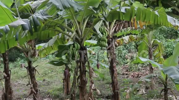 香蕉种植园的果实和开花视频的预览图