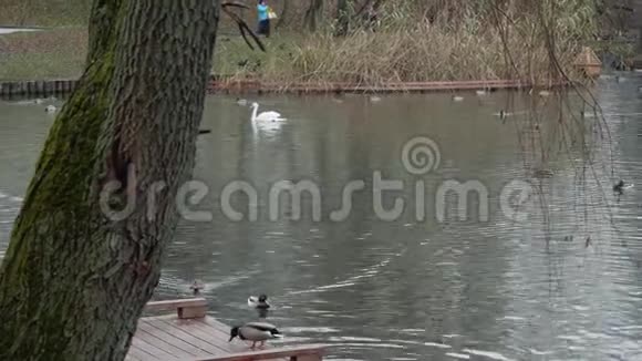 鸭子和白天鹅在城市公园的池塘里游泳和吃饭视频的预览图