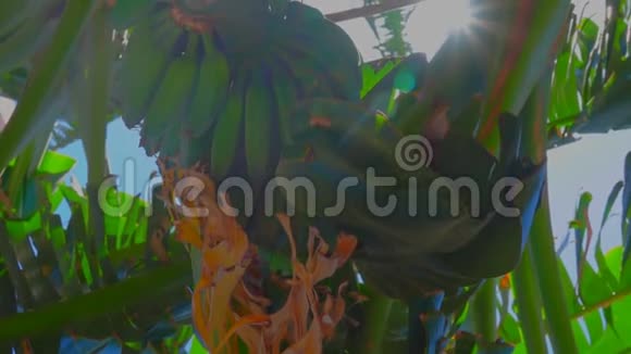 阳光透过香蕉照在树上视频的预览图