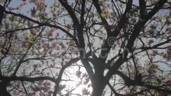 春天的自然揭示大粉花玉兰树视频的预览图