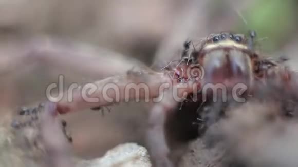 一群蚂蚁攻击并吃掉一只巨大的蟹蛛视频的预览图