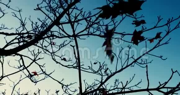枫叶在光秃秃的树上飞舞视频的预览图