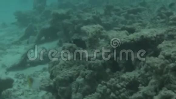 美丽的海底世界印度洋马尔代夫死的珊瑚礁和五颜六色的小鱼鱼视频的预览图