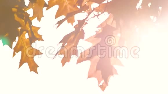 秋天的橡树叶子在明亮的阳光背景下视频的预览图